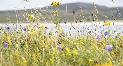 Close-up of purple flowering plants on field