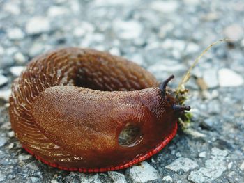 Close-up of slug on rock