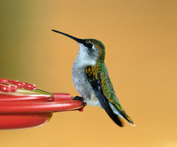 Close-up of hummingbird perching on feeder