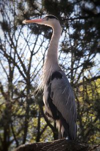 Low angle view of bird perching on branch