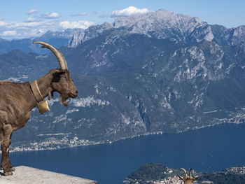 Goat on the lake como alps