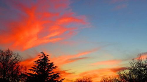 Low angle view of trees against orange sky