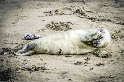 Close-up of animal sleeping on sand at beach