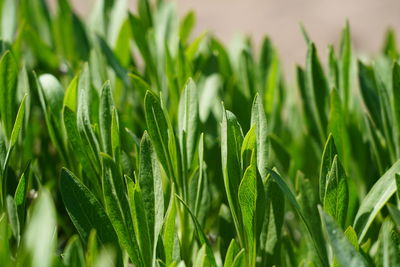 Close-up of crops growing on field