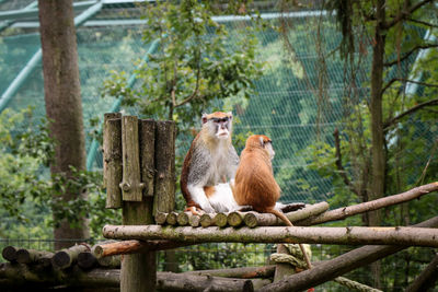Two males hussar monkey herds sitting on a tall branch and looking at their relatives. 