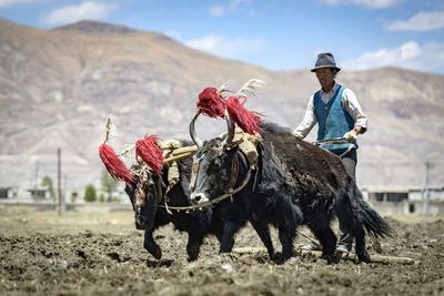 Farmer with yaks harvesting farm against mountain