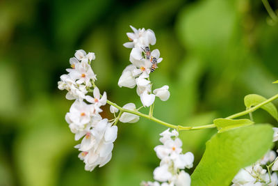 Close-up of white flowering plant