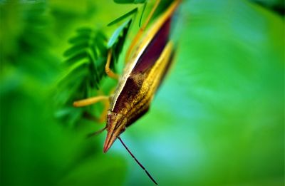 Close-up of insect on leaf