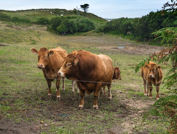 Cows standing in a field