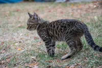 Side view of a cat on field