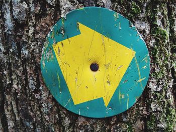 Close-up of yellow tree trunk