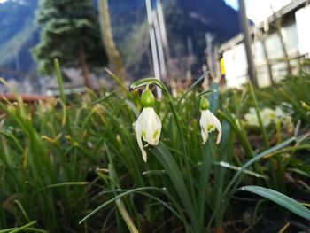 Close-up of crocus blooming outdoors