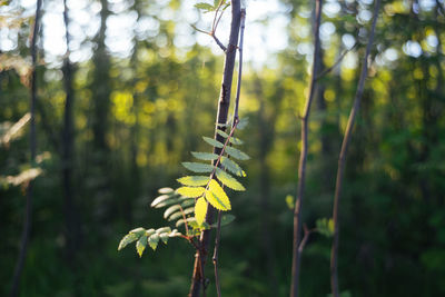 Close-up of bamboo trees in forest