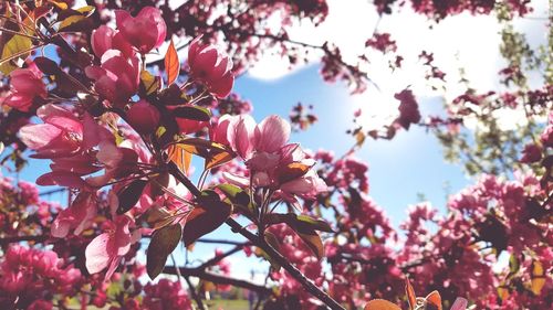 Low angle view of pink flowers blooming on tree