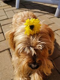 High angle view of dog