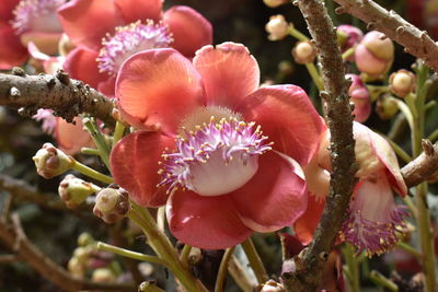 Close-up of flowers growing on branch