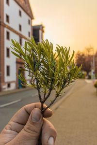 Close-up of person holding plant