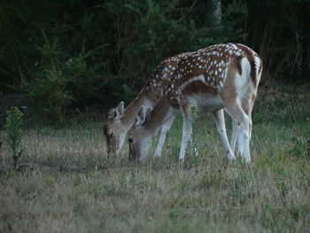 Deer in a field