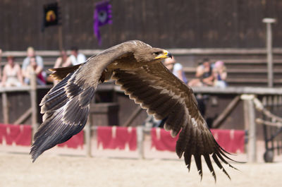 Close-up of eagle flying