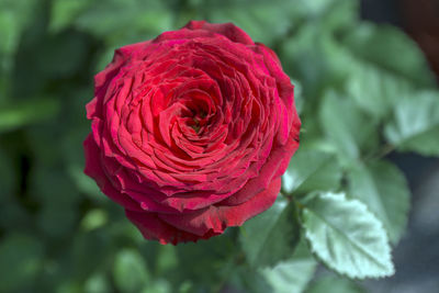 Close-up of red rose