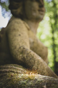 Close-up of moss growing on rock