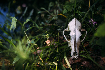 Old dog skull and in the enchanted forest. dark, mysterious atmosphere.