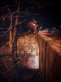 Illuminated bare tree against sky at night