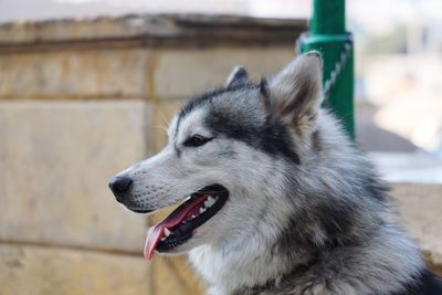 Close-up of dog looking away