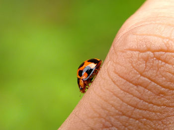 Close-up of ladybug on hand holding leaf