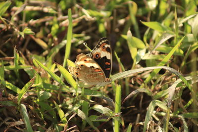 Close-up of butterfly on plant