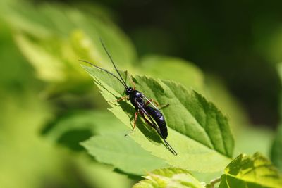 Close-up of insect on leaf