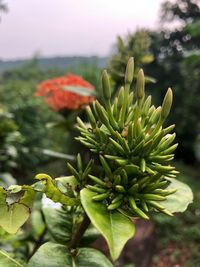 Close-up of buds on plant