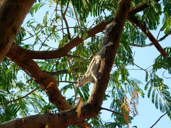 Low angle view of owl perching on tree against sky