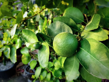 Close-up fresh green lime fruit against tree background