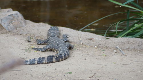 Close-up of lizard on ground