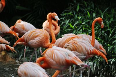 Side view of flamingoes