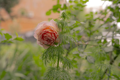 Close-up of rose plant