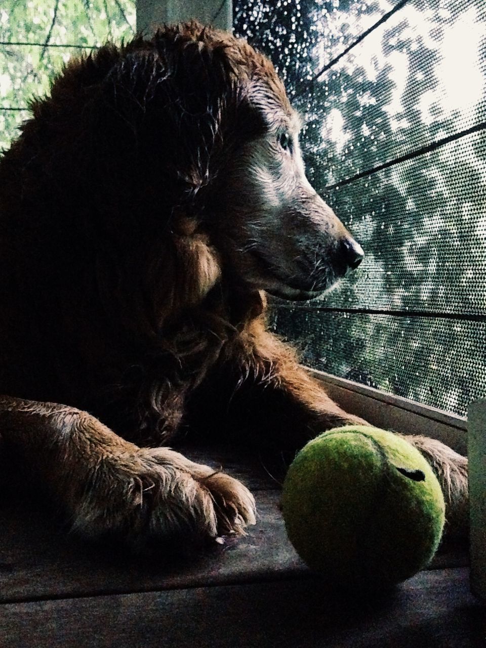 animal themes, mammal, domestic animals, one animal, pets, dog, relaxation, resting, lying down, sleeping, close-up, animal head, relaxing, sitting, indoors, no people, side view, day, animal body part, sunlight