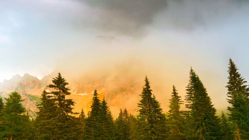 Panoramic view of pine trees against sky during sunset