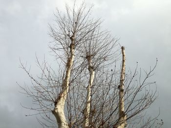 Low angle view of bare tree against sky