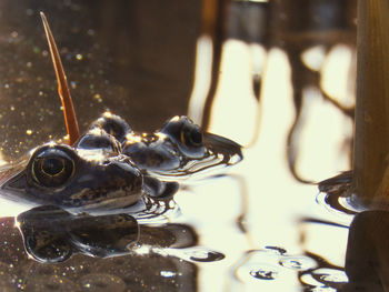 Close-up of frog in water