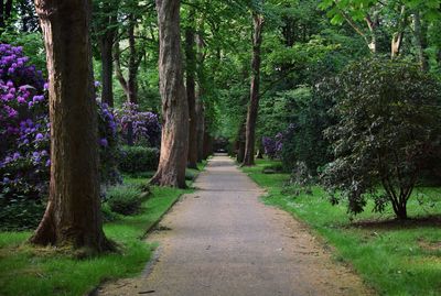 Footpath amidst trees in park