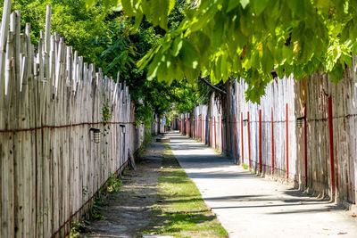 Footpath amidst plants