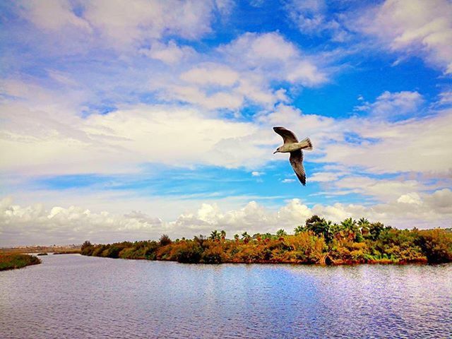 bird, flying, animals in the wild, animal themes, wildlife, sky, mid-air, water, spread wings, one animal, waterfront, nature, beauty in nature, lake, cloud - sky, tranquil scene, cloud, tranquility, tree, scenics