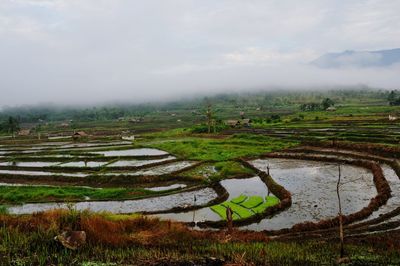 Scenic view of agricultural field against sky