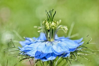 Close-up of blue flower