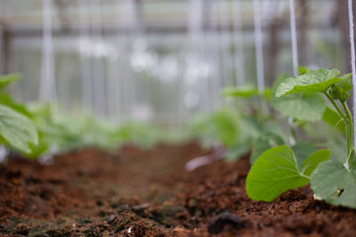 Close-up of plant growing on field