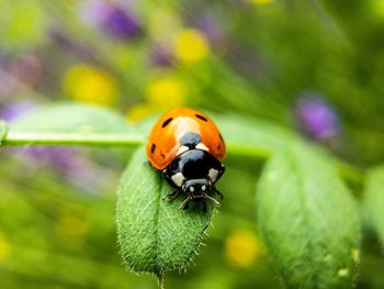 Close-up of ladybug on flower