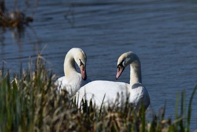 Swan swimming in lake