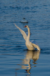 View of swan swimming in lake